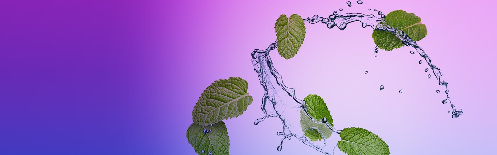 Minzblätter mit Wasserspritzern vor lila Farbverlauf als frischer Mint-Geschmack Hintergrundbild